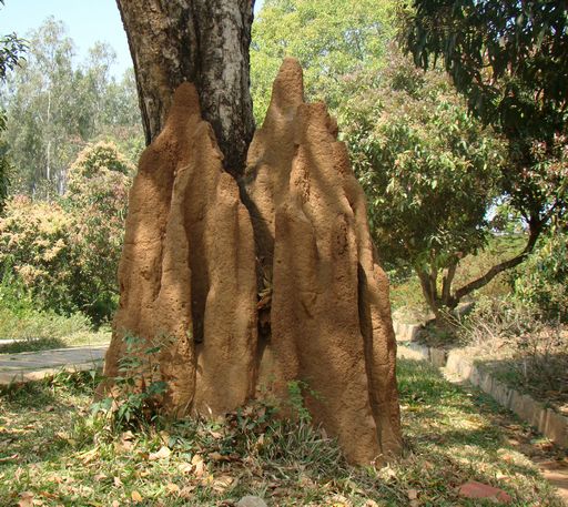 musuroi de termite